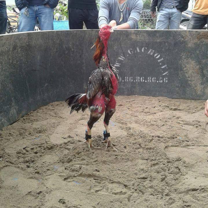 Những cách nhận biết gà có đòn cáo cho anh em sư kê tham khảo