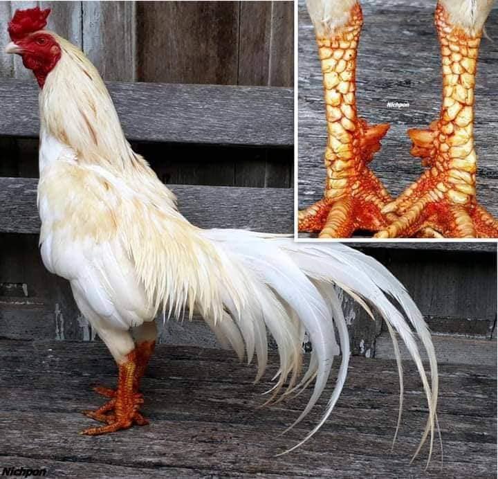 Làm Sao Biết Gà Đá Có Cựa Hay Không?