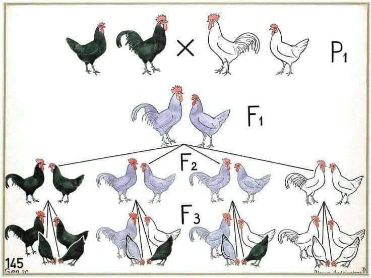 Thực Tế Gà Trùng Huyết Đá Được Không?