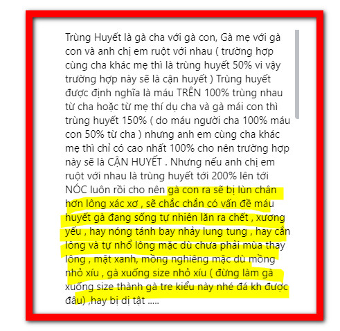 Thực Tế Gà Trùng Huyết Đá Được Không?