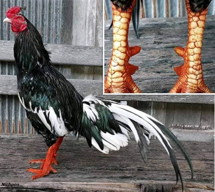 Làm Sao Biết Gà Đá Có Cựa Hay Không?