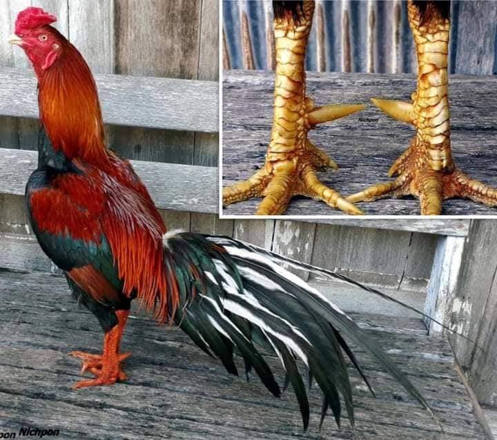 Cựa gà là vũ khí siêu đẳng của chiến kê