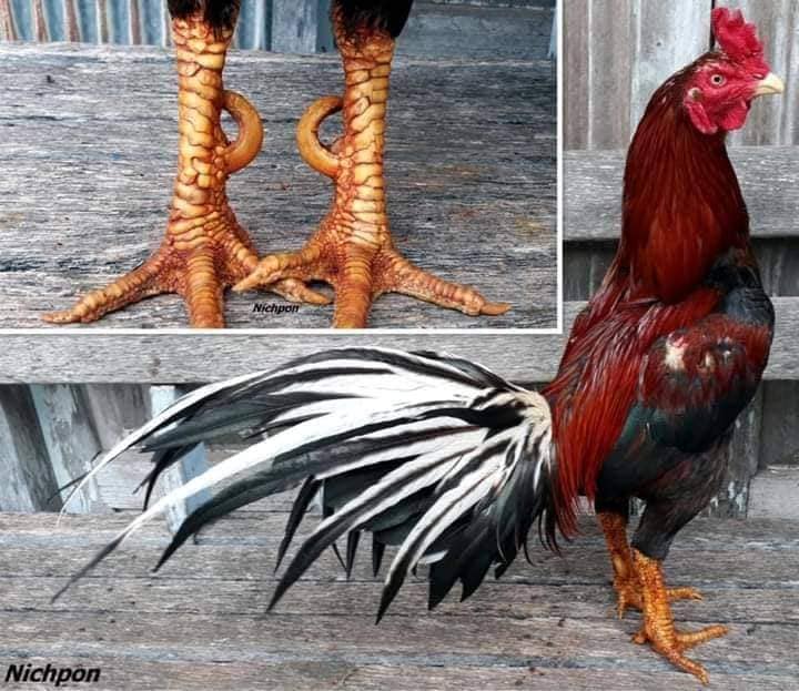 Cựa gà dài quá cần phải cắt