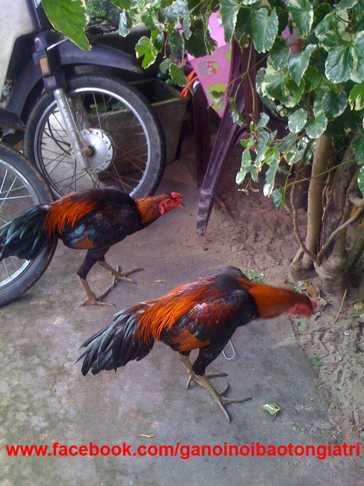 Song sinh thần kê được liệt kê là quý kê thần kê trong kinh kê