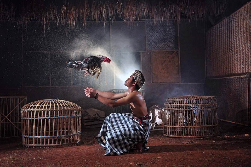 Cách nhận biết đòn cáo gà chọi từ những sư kê kinh nghiệm