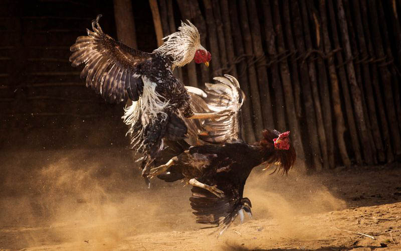 Tổng hợp những đòn cáo chết gà mới nhất