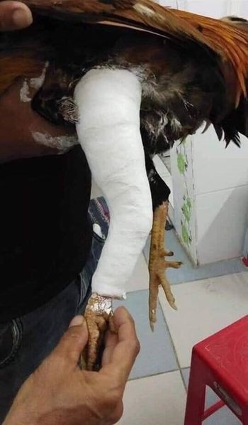 Bó bột cho gà ảnh minh họa