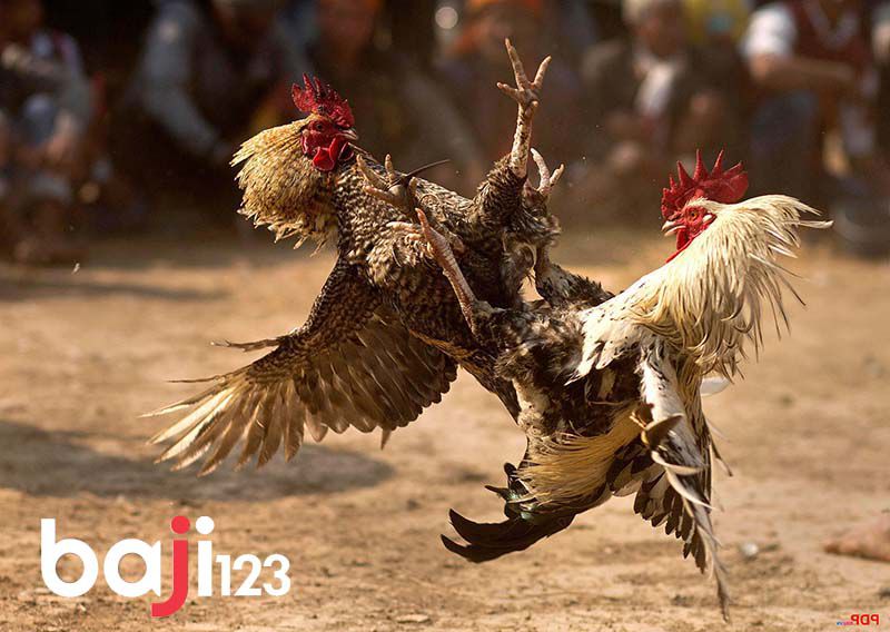 Chấp tiền gà chọi là như nào?