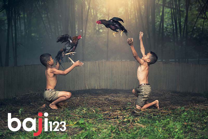 Cách chấp tiền gà chọi