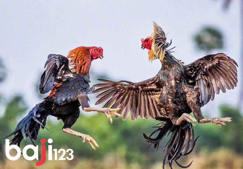 Chấp tiền gà chọi là như nào?