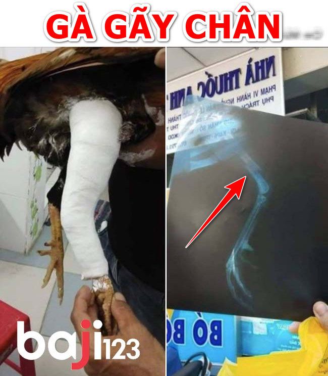 Cách chữa gà gãy chân như thế nào?