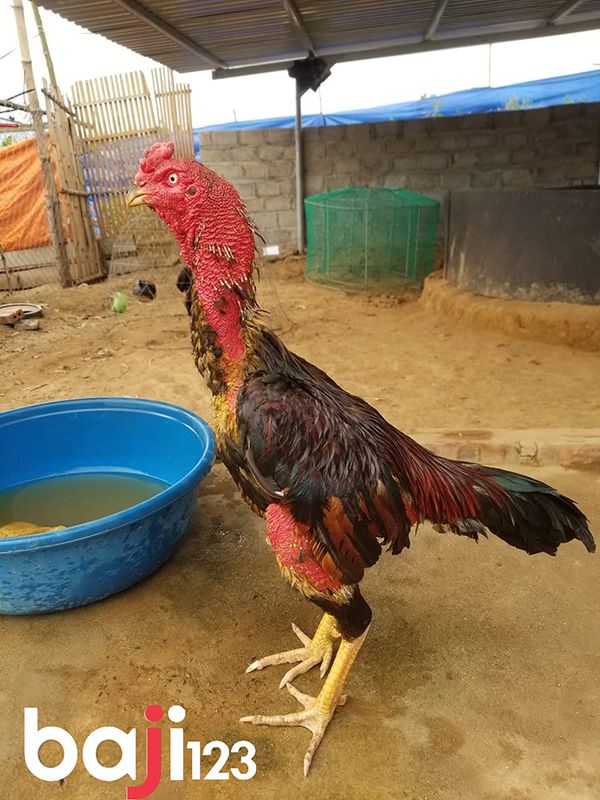 Hướng dẫn ngâm chân cho gà chọi chiến