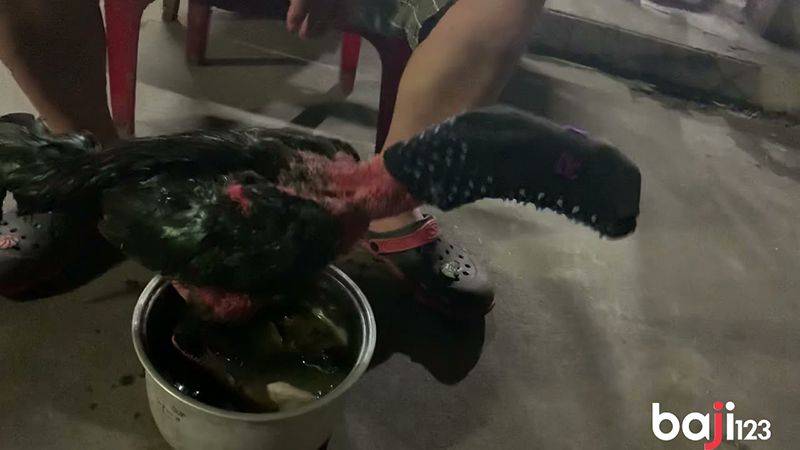 Ngâm chân cho chiến kê gà chọi chiến