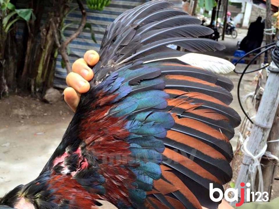 Gà chọi bị gãy cánh phải làm sao?
