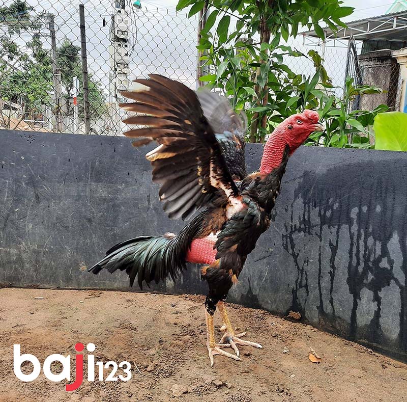 Cách nuôi gà đá bị gãy cánh như thế nào?