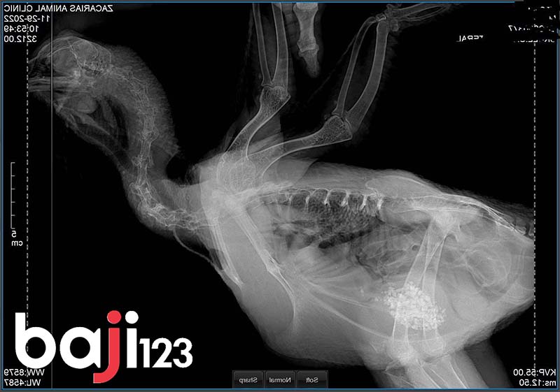 Chụp X quang cho gà xác định vết gãy cánh