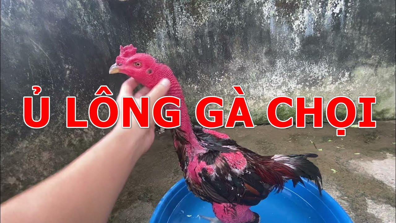 Ủ lông gà chọi để làm gì nhỉ?