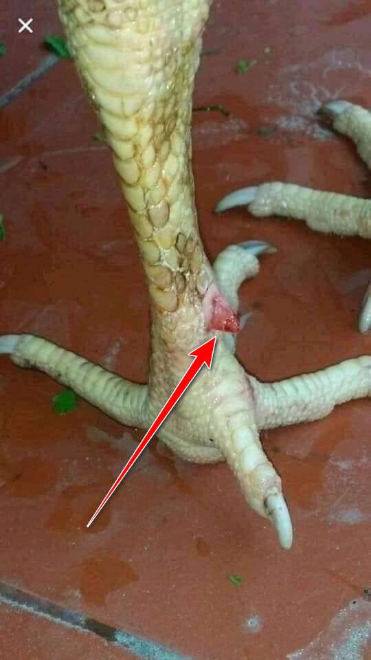 Cắt cựa gà bị chảy máu gây đau cho gà.