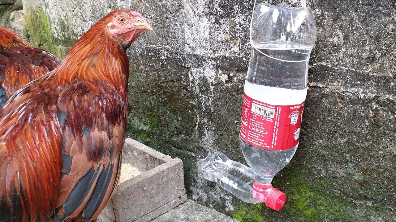 Cho gà uống nước đêm có tác dụng gì?