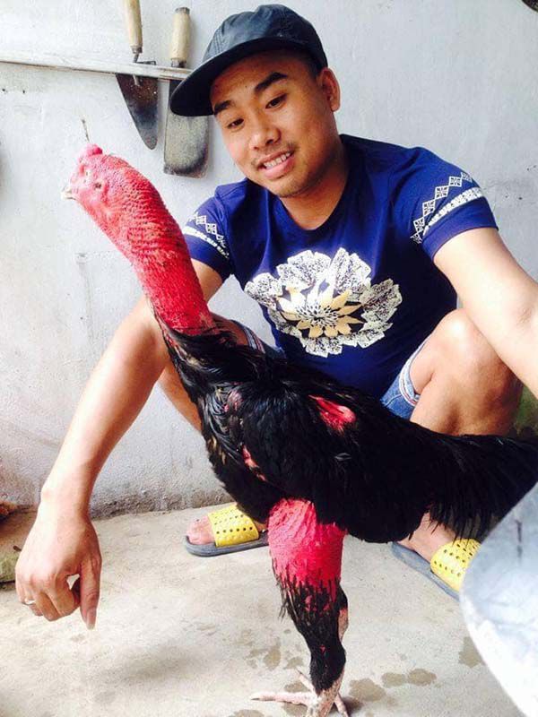 Cho gà uống nước đêm có tác dụng gì?