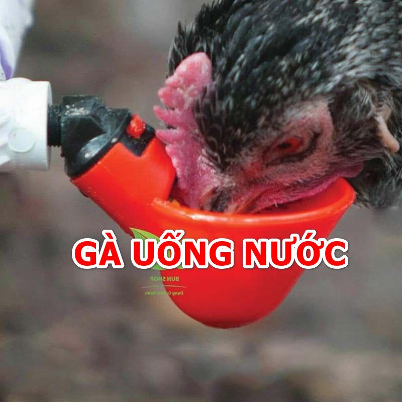 Cho gà uống nước đêm có tác dụng gì?