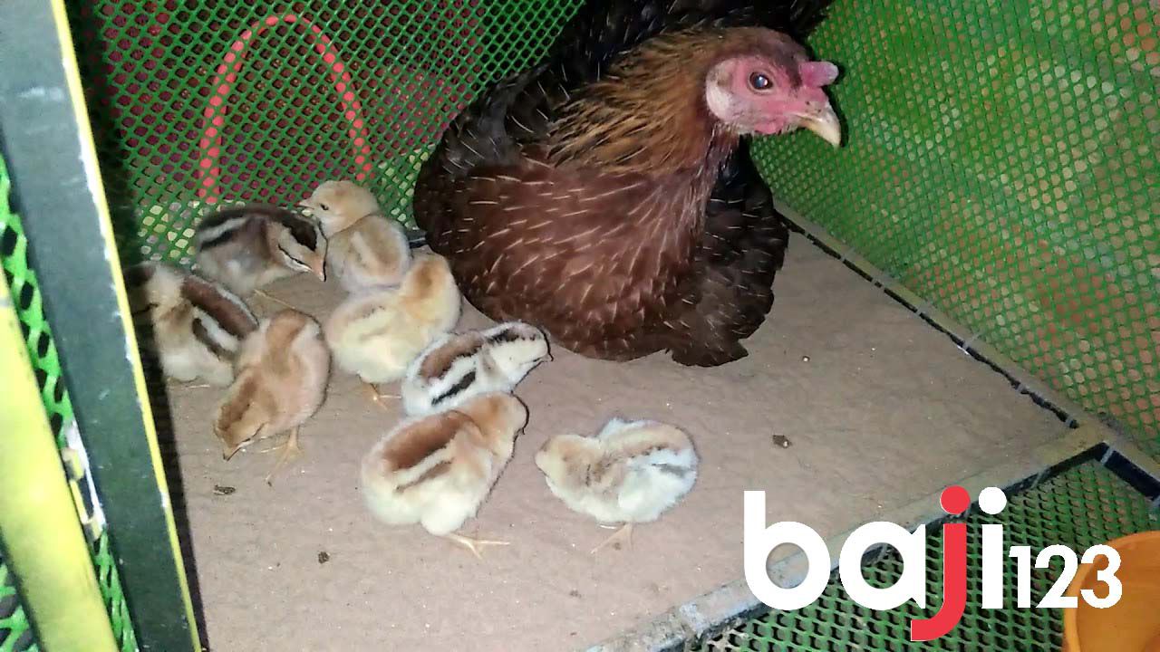 Cách Đuổi Muỗi Cho Gà Chọi Hiệu Quả Nhất