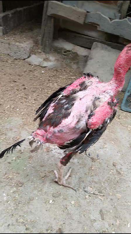 Cứ kêu gà có 2 phao câu lông lá đẹp nhưng xem con này xơ xác hết lông