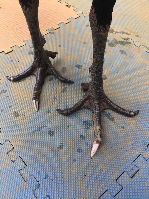 Gà  bạch đầu chỉ, hắc đầu chỉ, bạch đầu thới