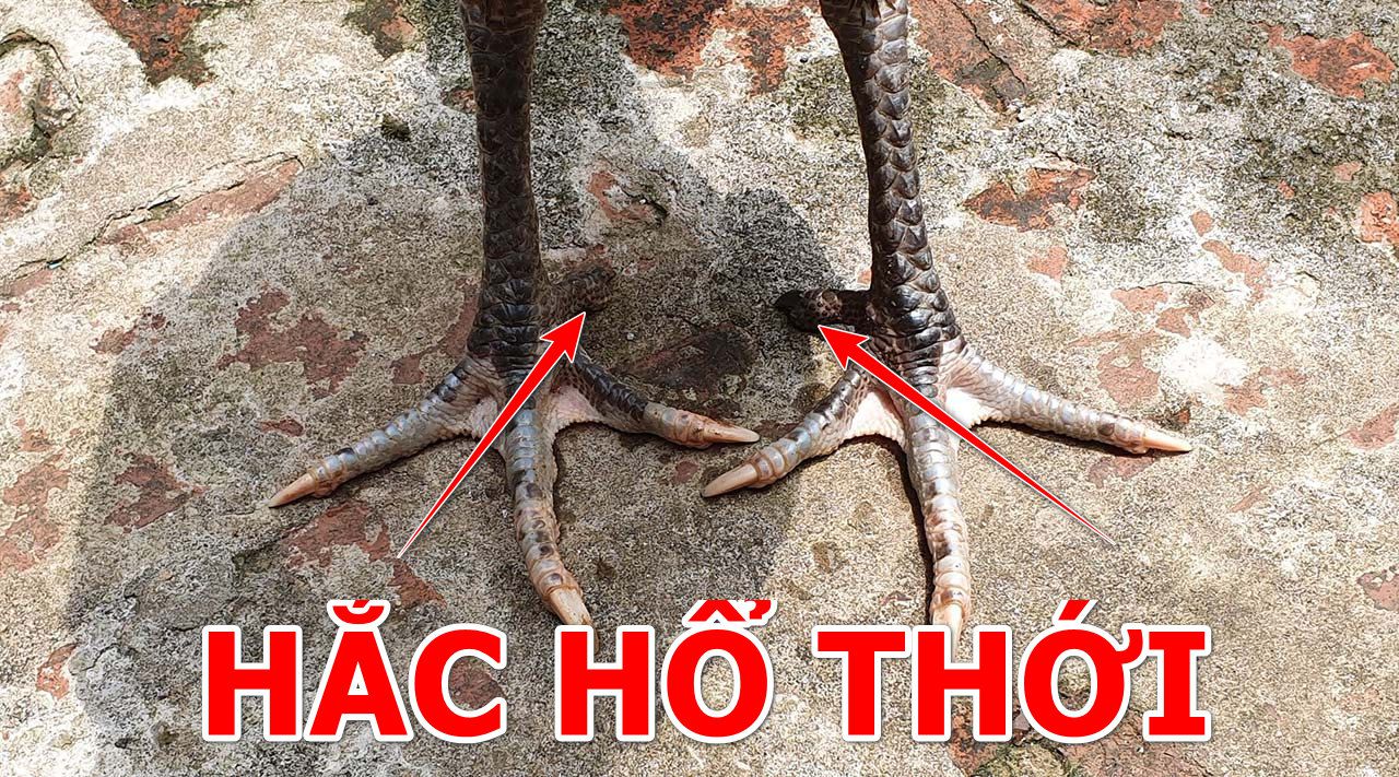 Gà chọi hắc hổ thới là sao?