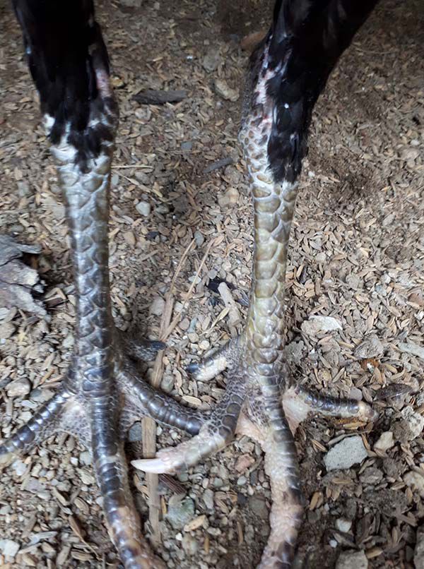 Độ quý của chiến kê hắc hổ thới