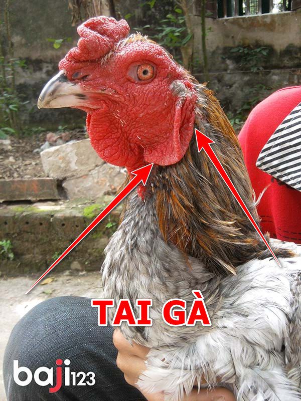 Gà chọi mấy tháng thì cắt tai hợp lý nhất?