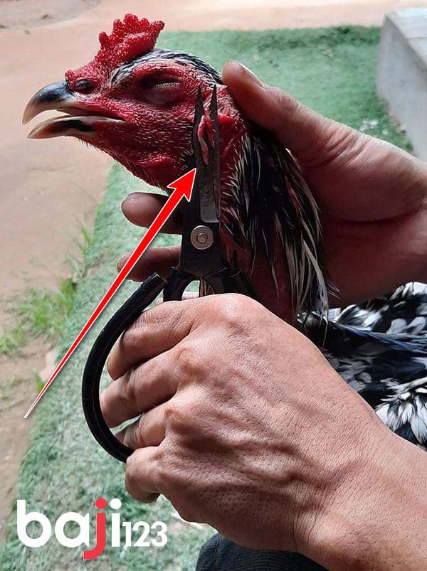 Dùng kéo cắt tai chiến kê