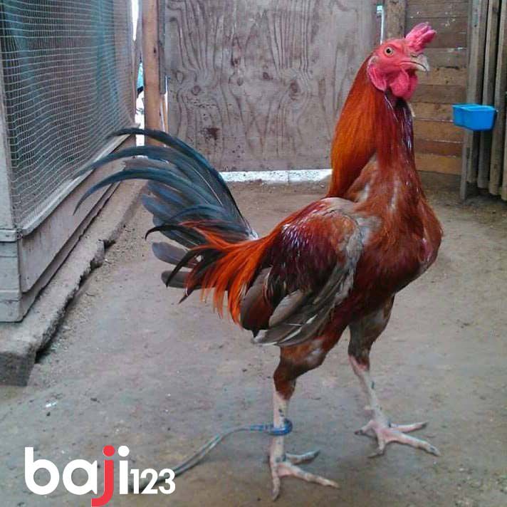 Gà chọi mấy tháng thì thử chân?