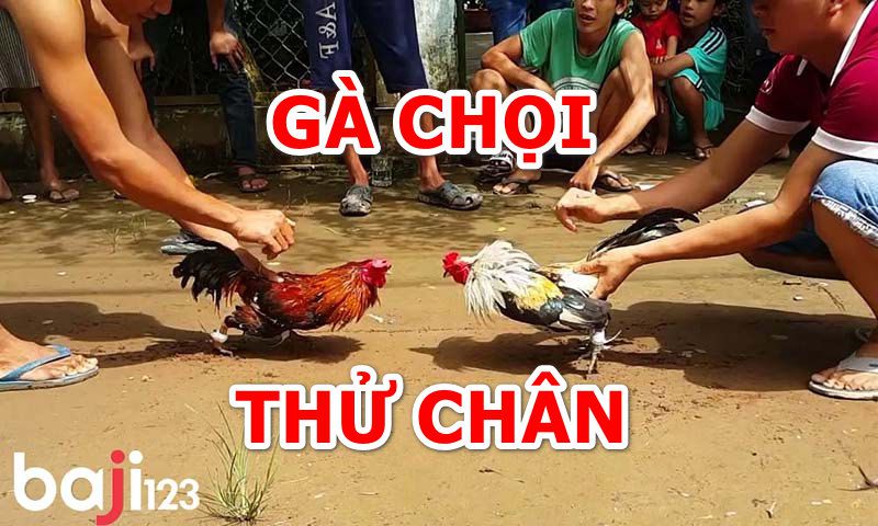 Vì sao cần phải thử chân gà chọi?