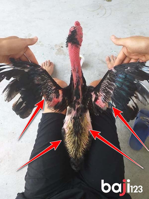 Chú ý khi tìm cách ủ lông gà chọi giúp thay lông đều