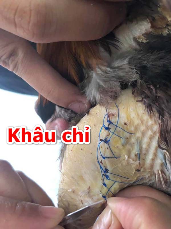 Sau khi kiểm tra, bó bột thì nên khâu chỉ để gà nhanh lành do gãy móng thới