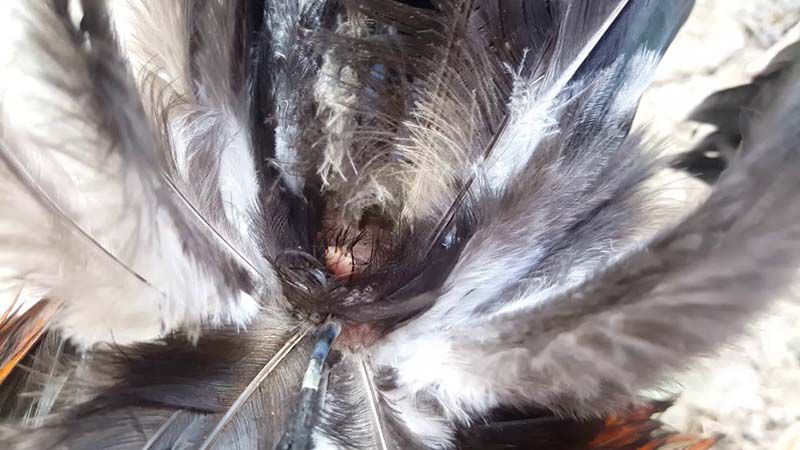 Giá bán gà 2 bình dầu và nơi tìm mua ở đâu?