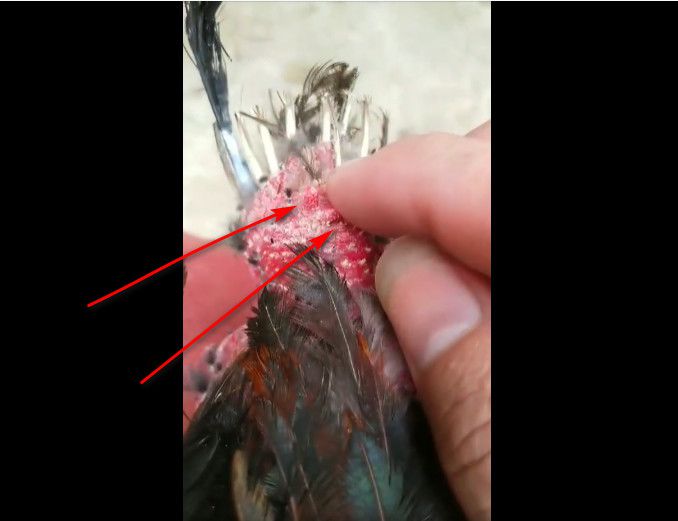 Gà chọi có 2 bình dầu