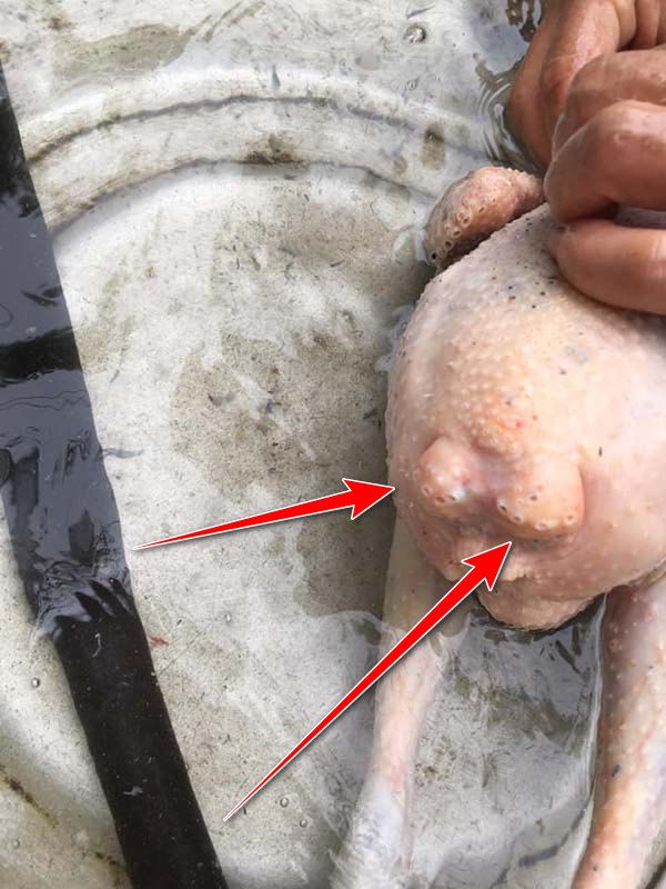 Gà sở hữu 2 phao câu cũng thịt