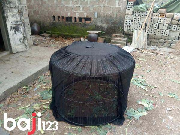 Đuổi muỗi cho gà bằng màn