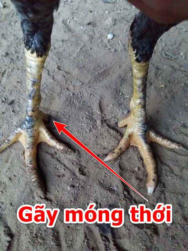 Gà chọi gãy móng thới bao lâu đá được?