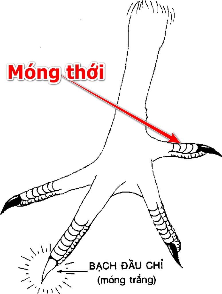 Ngón thới gà chọi có quan trọng không?