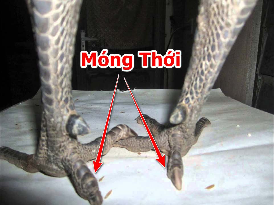 Móng thới gà chọi là móng nào?