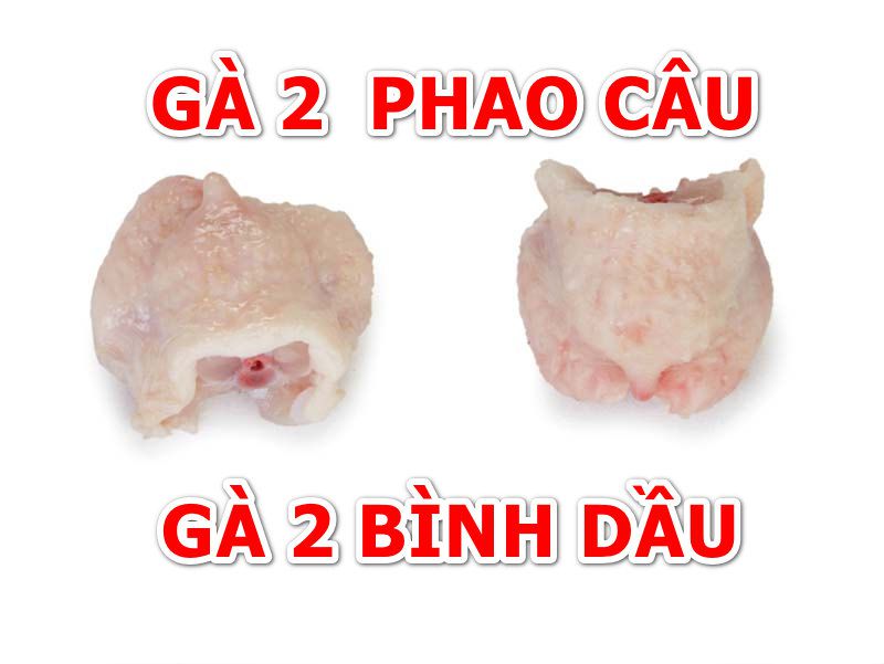 Gà 2 bình dầu là sao?
