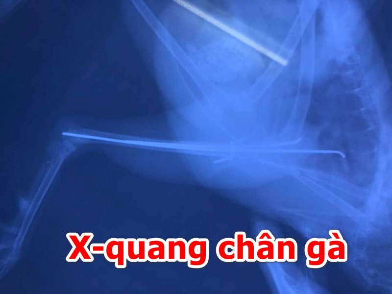 X Quang để biết chân ngón gà có gãy hay không?