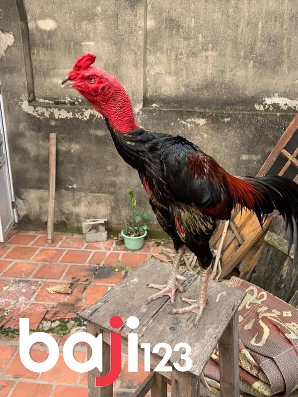 Cổ gà chọi phải to và dũng mãnh như hình minh họa