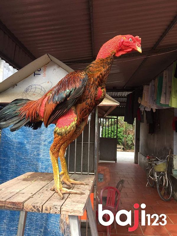 Nguyên nhân vì sao gà chọi sợ người?