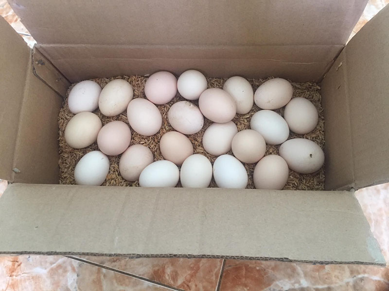 Bảo quản trứng gà chọi trong hộp giấy kèm trấu bên dưới