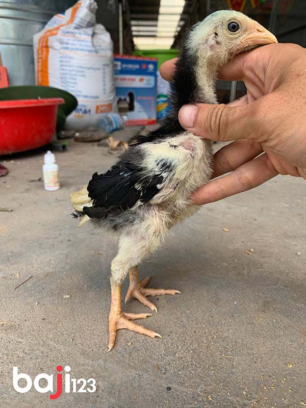 Chọn gà chọi con theo màu lông