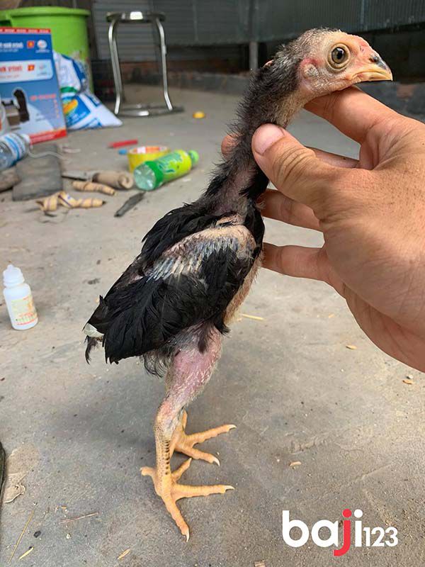 Chọn gà chọi con đẹp theo ngoại hình